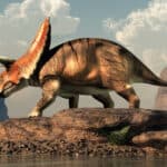 Ceratopsians