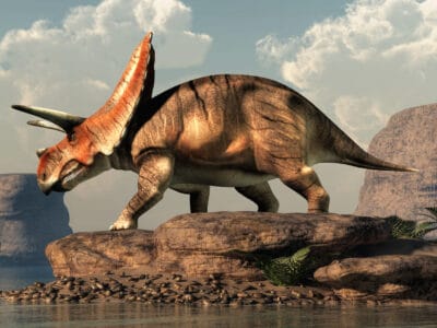 A Ceratopsian