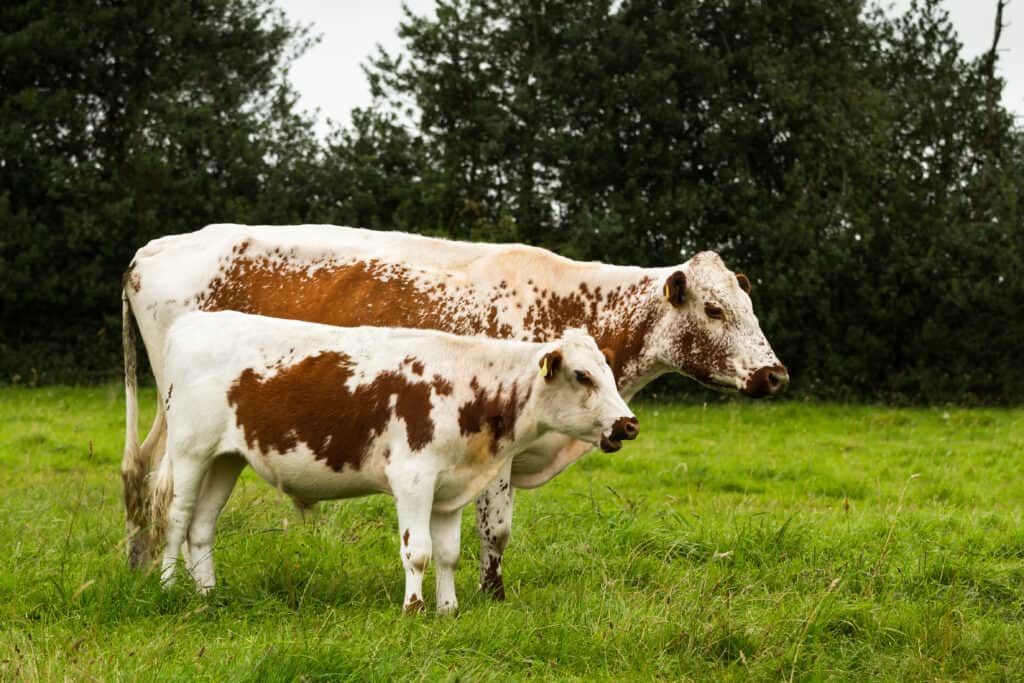 Irish moiled cow and calf