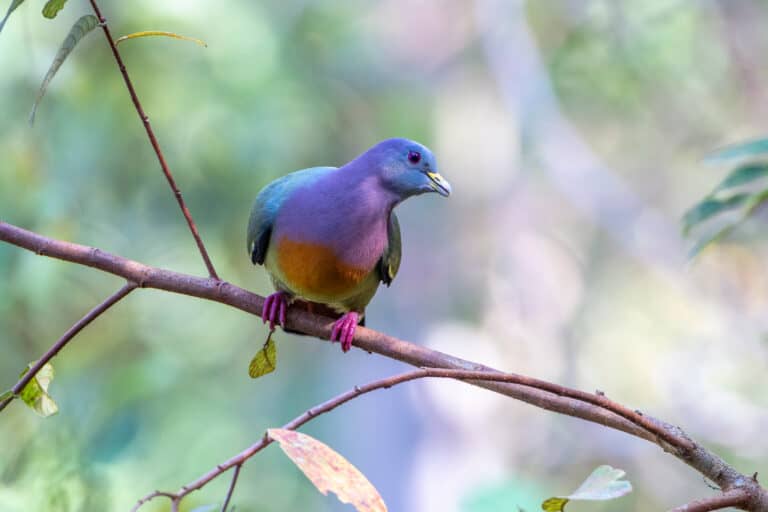 A male pink-necked green pigeon perched on a branch displays its colorful plumage.