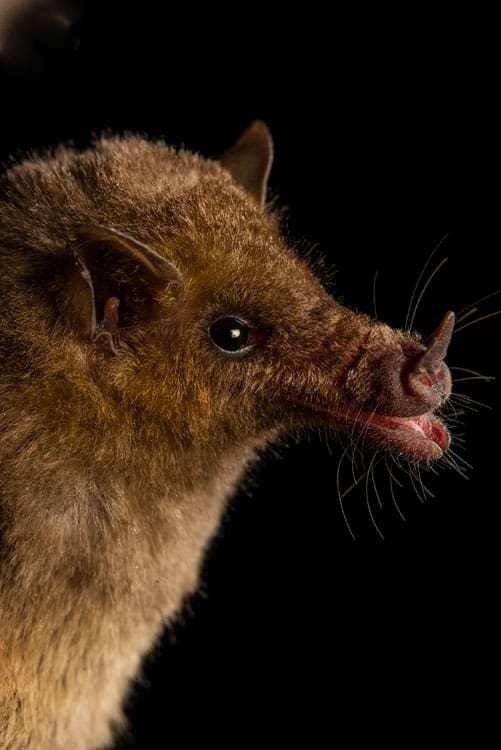 sooty mustached bat