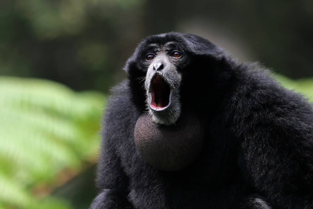 A siamang monkey vocalizing in the forest