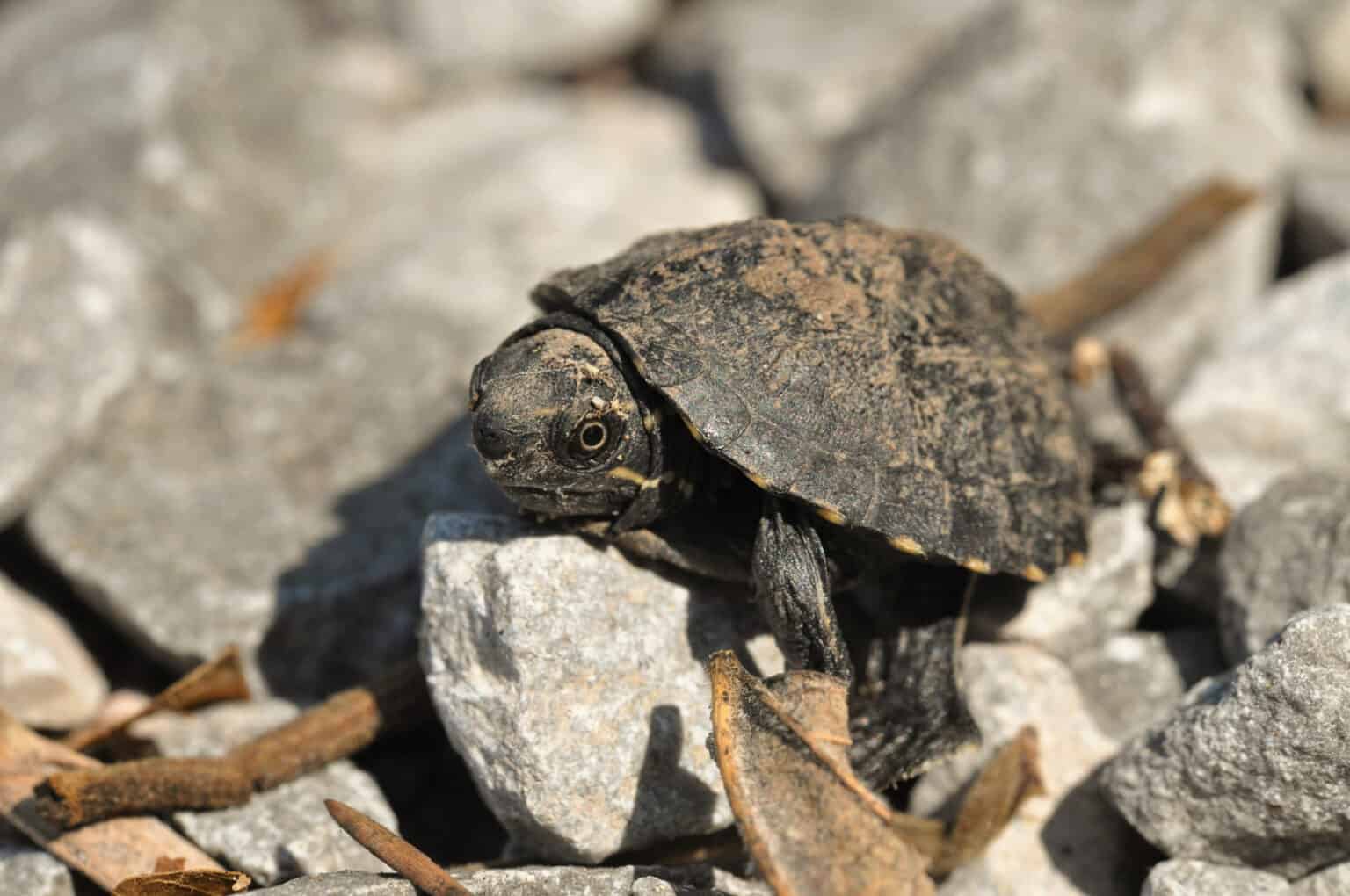 12 Captivating Turtles in Connecticut - A-Z Animals