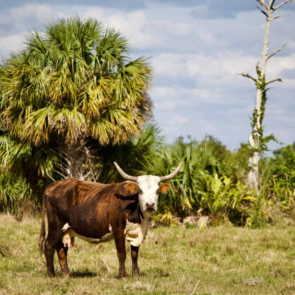 Florida cracker