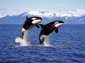 Are Orcas Endangered and How Many Are Left In the World? Picture