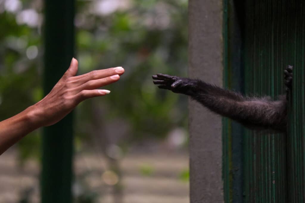 Human and monkey hands reach for each other at a zoo