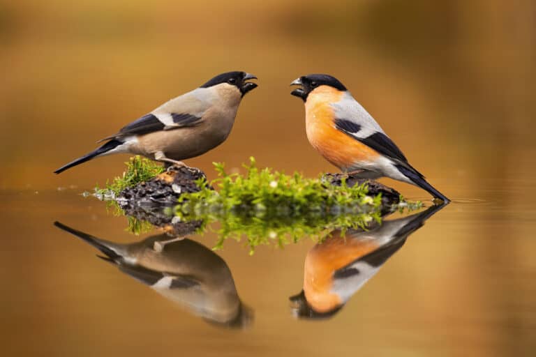 A pair of male and female Eurasian bullfinches sitting just above the surface of a pond.