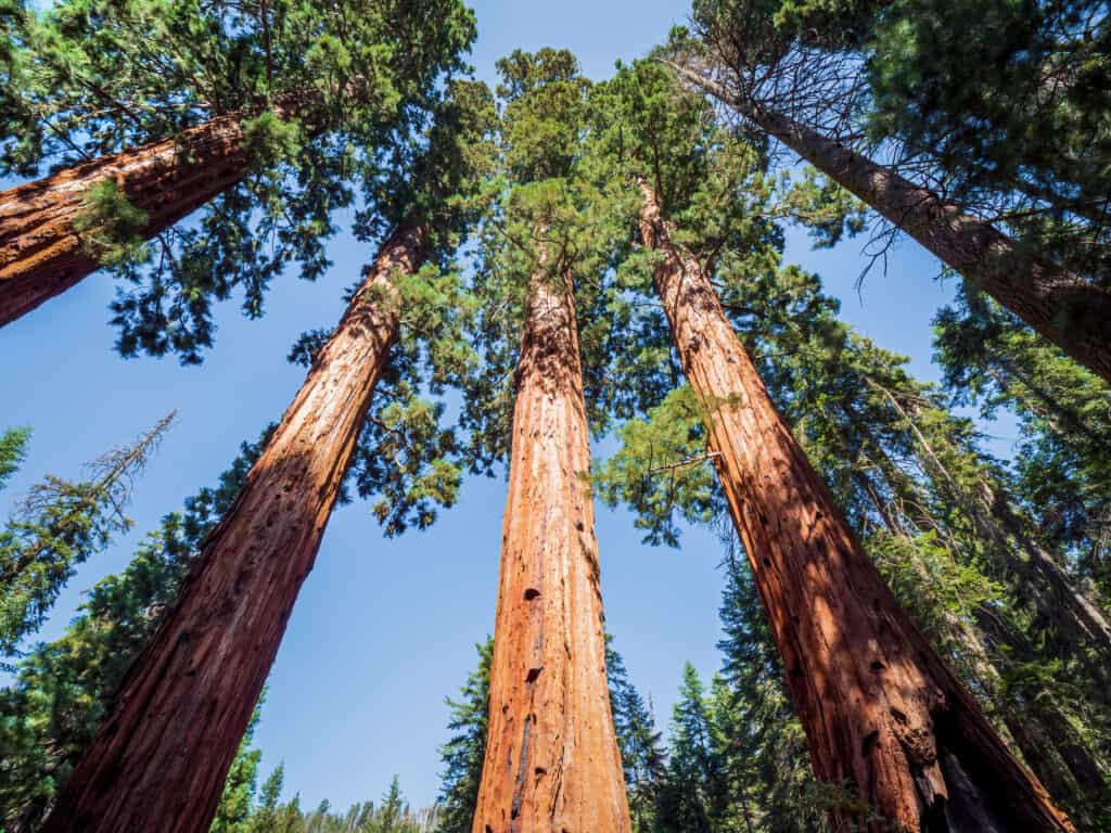 Giant sequoia trees