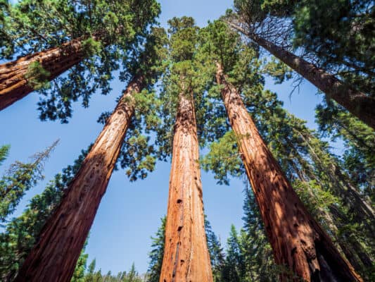 Giant Sequoia vs. Coast Redwood: What's the Difference? - A-Z Animals