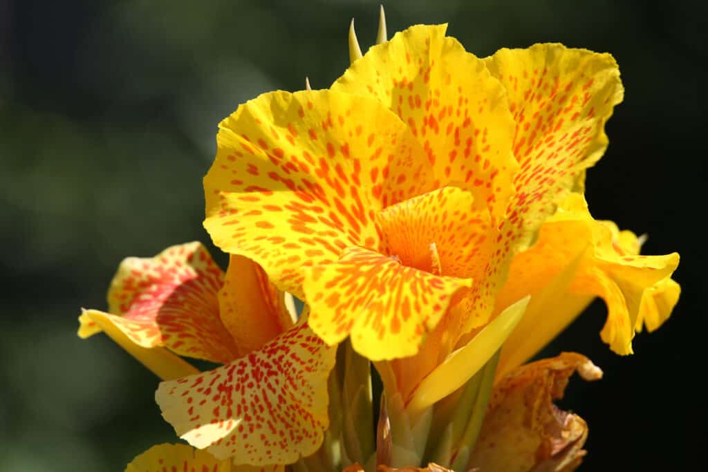 flowers to plant in june