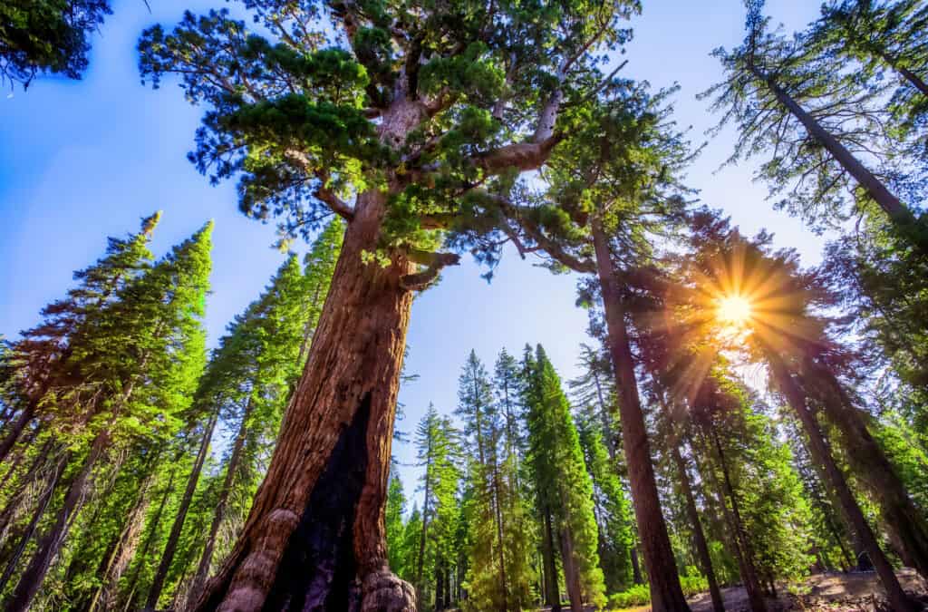 Grizzly Giant Tree