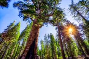 Discover The 3 Different Types of Redwood Trees Picture