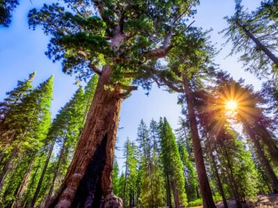 A Discover The 3 Different Types of Redwood Trees