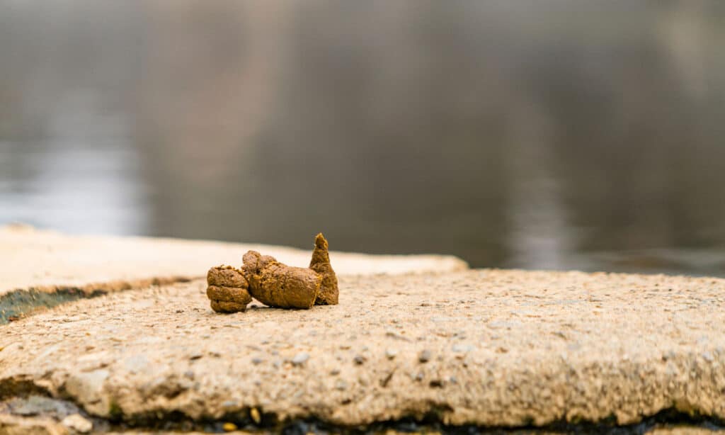 Monkey Poop Everything You've Ever Wanted to Know AZ Animals