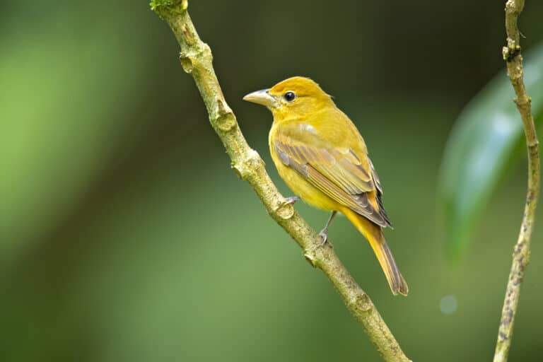 A female summer tanager perched on a vertical against a blurred green background