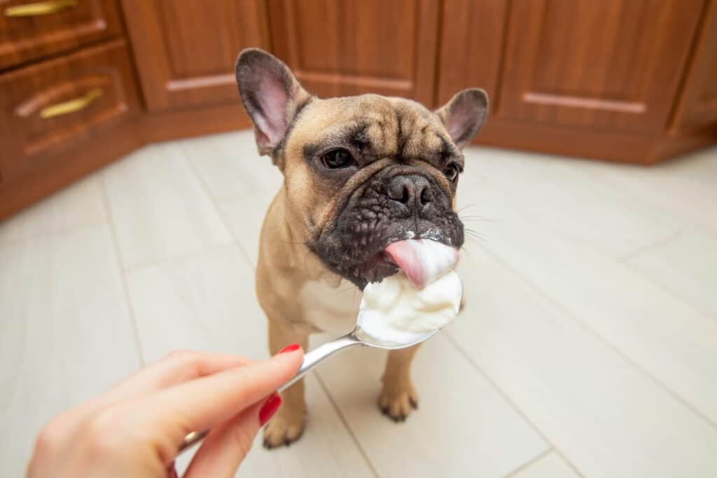 dog eating sour cream