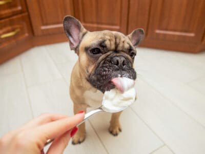 A Can Your Dog Eat Whipped Cream (Puppaccinos) Safely?