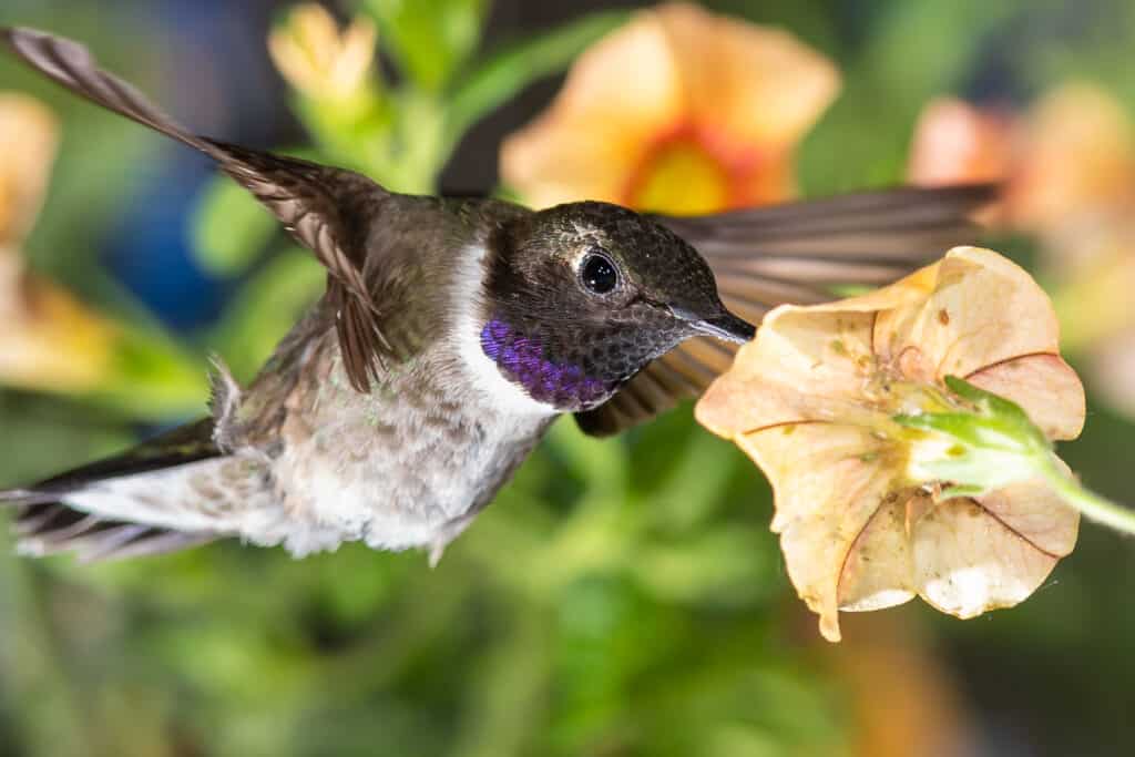 Black chinned hummingbird