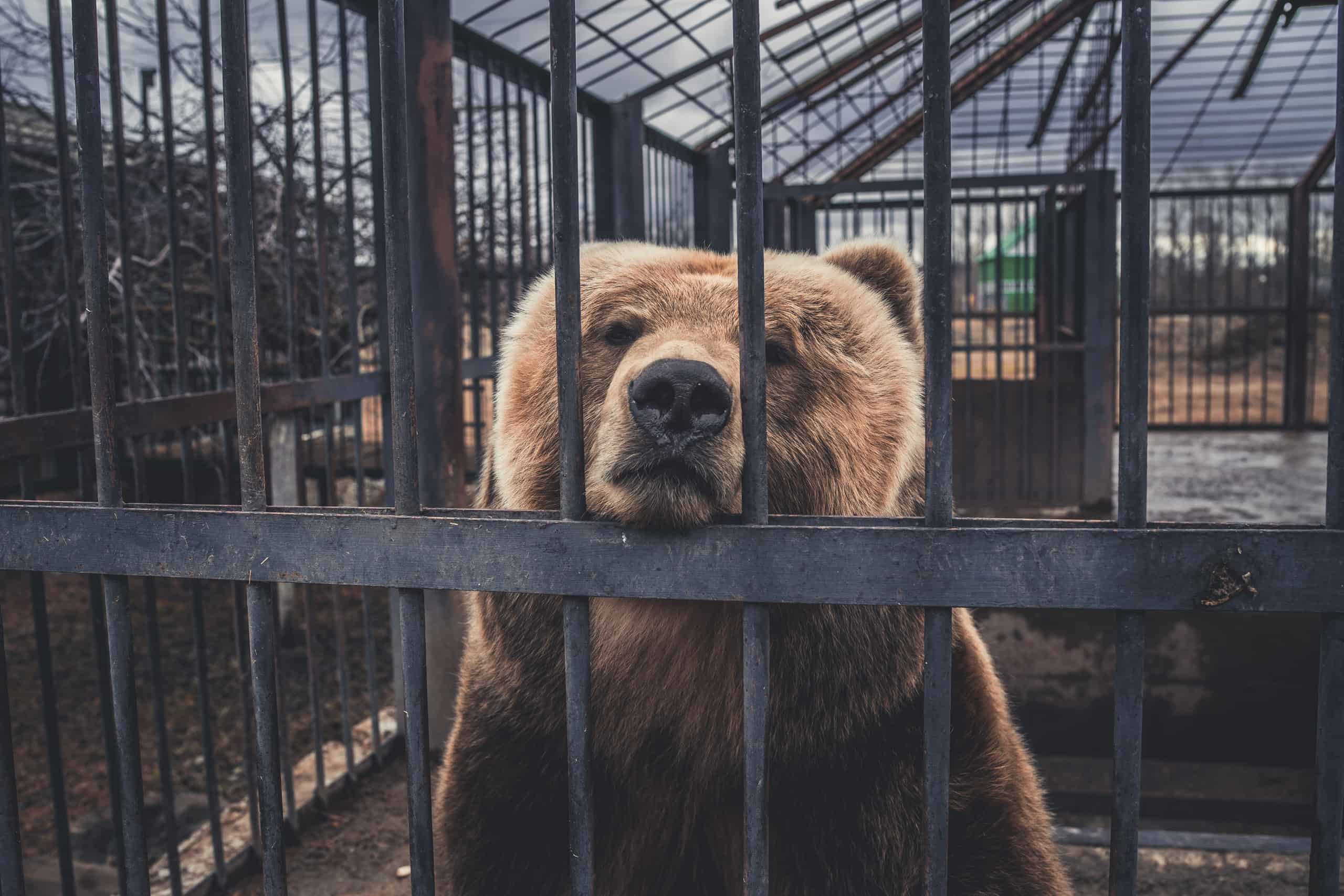 bear caught in a trap