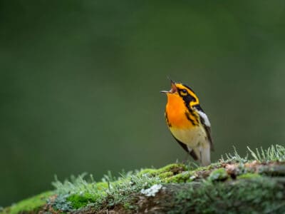 Blackburnian Warbler Picture