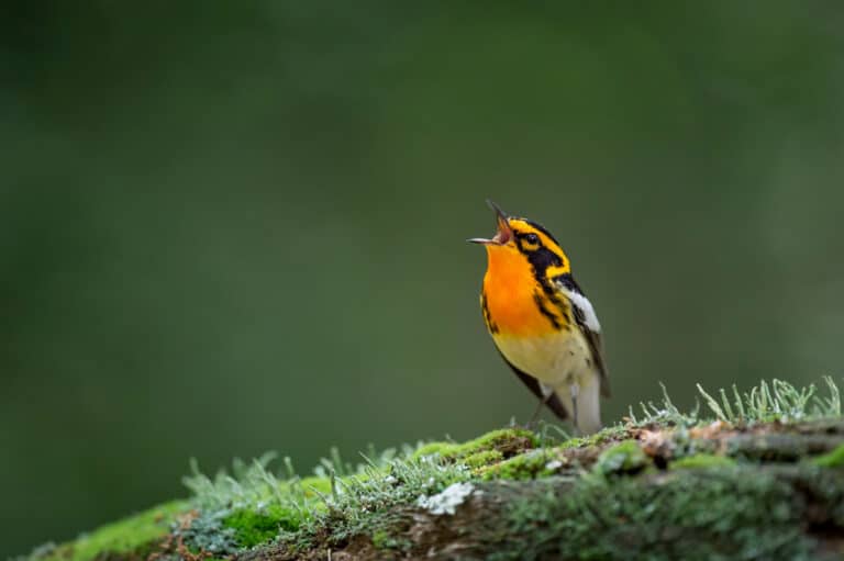 Blackburnian Warbler sings out perched on a mossy log with a smooth green background