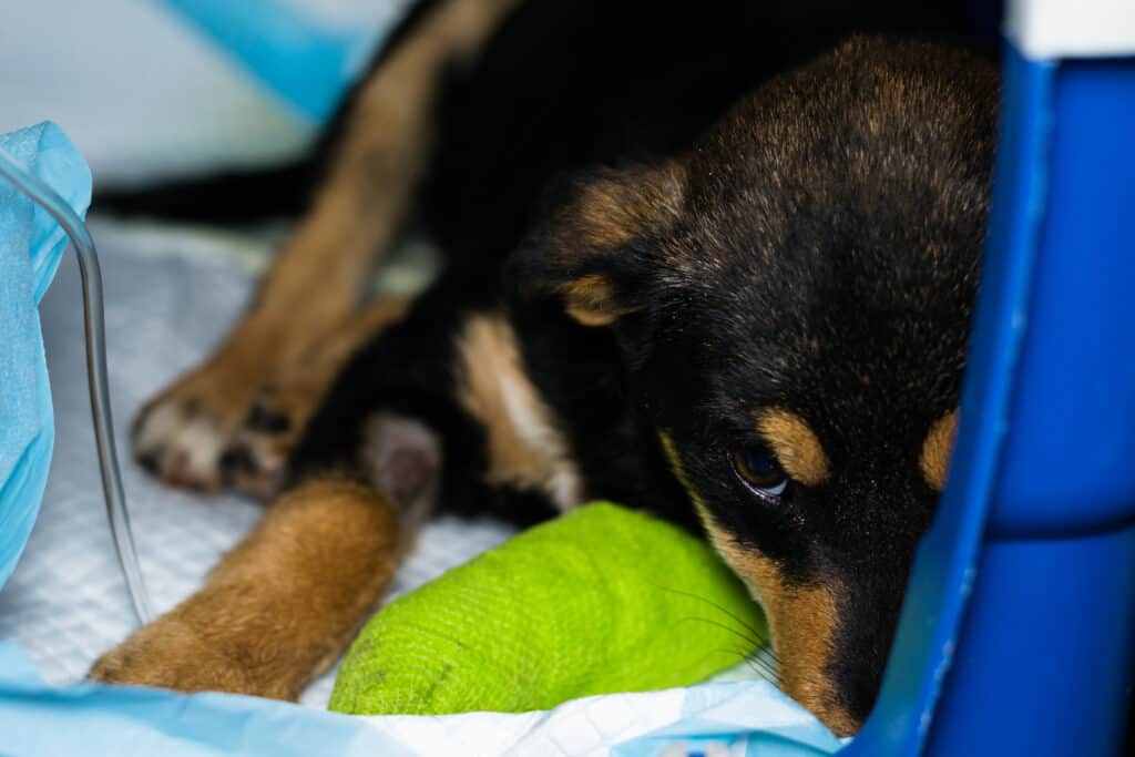 dog with parvovirus