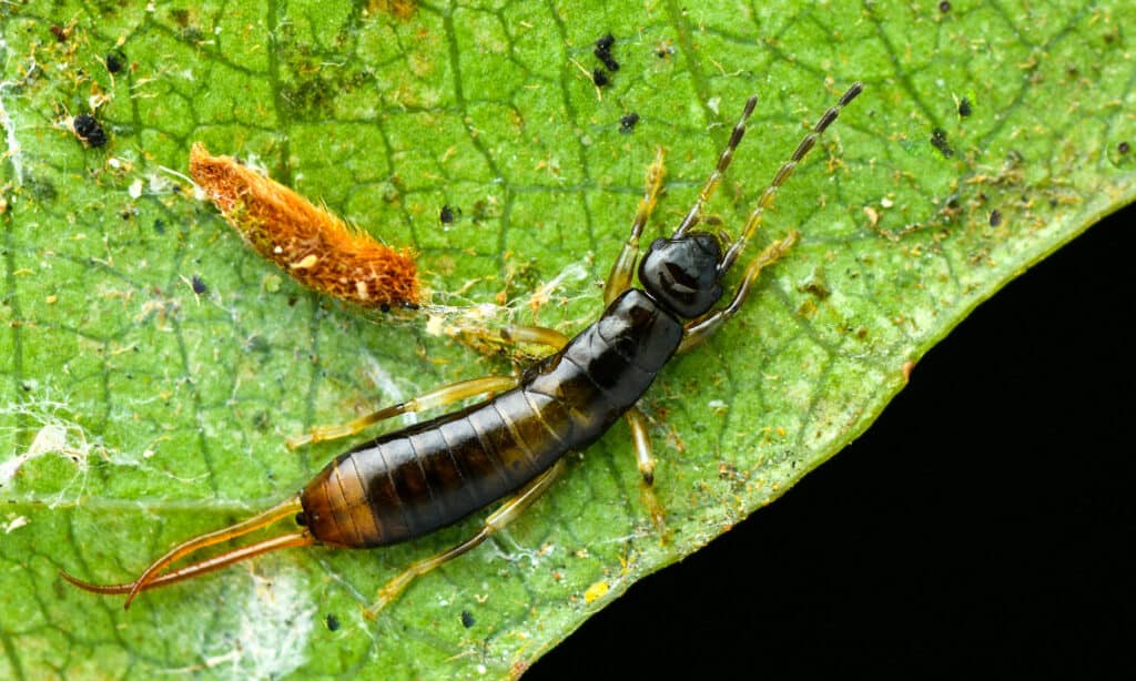 macro image of an earwig