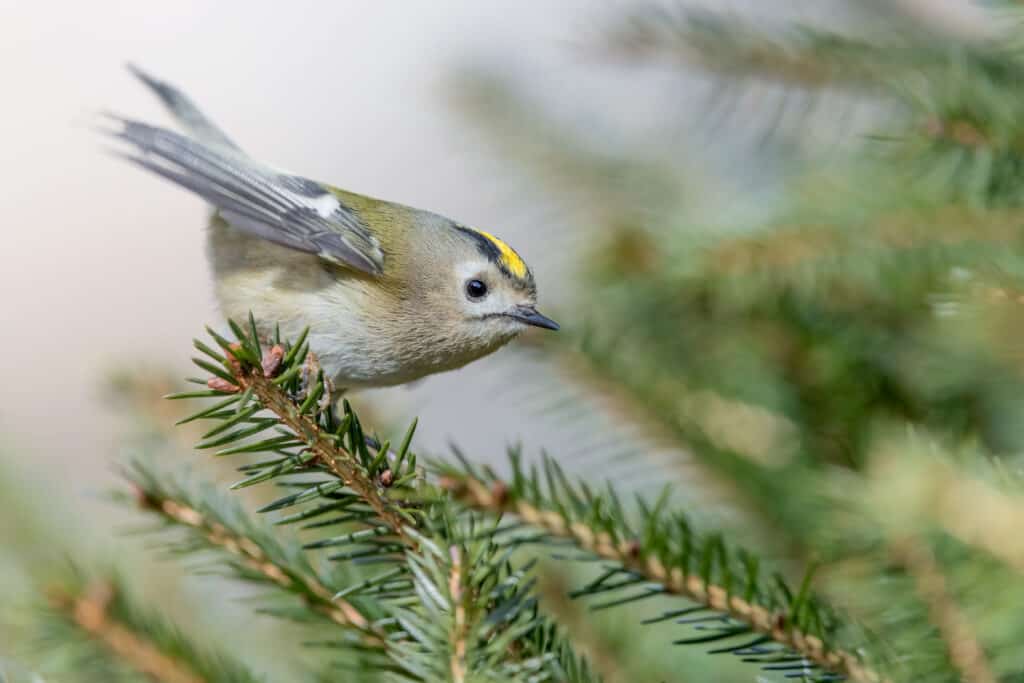Female goldcrest perched on a conifer branch