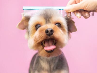A 6 Essential Dog Grooming Products For Professionals (Shampoos, Conditioners, and More)