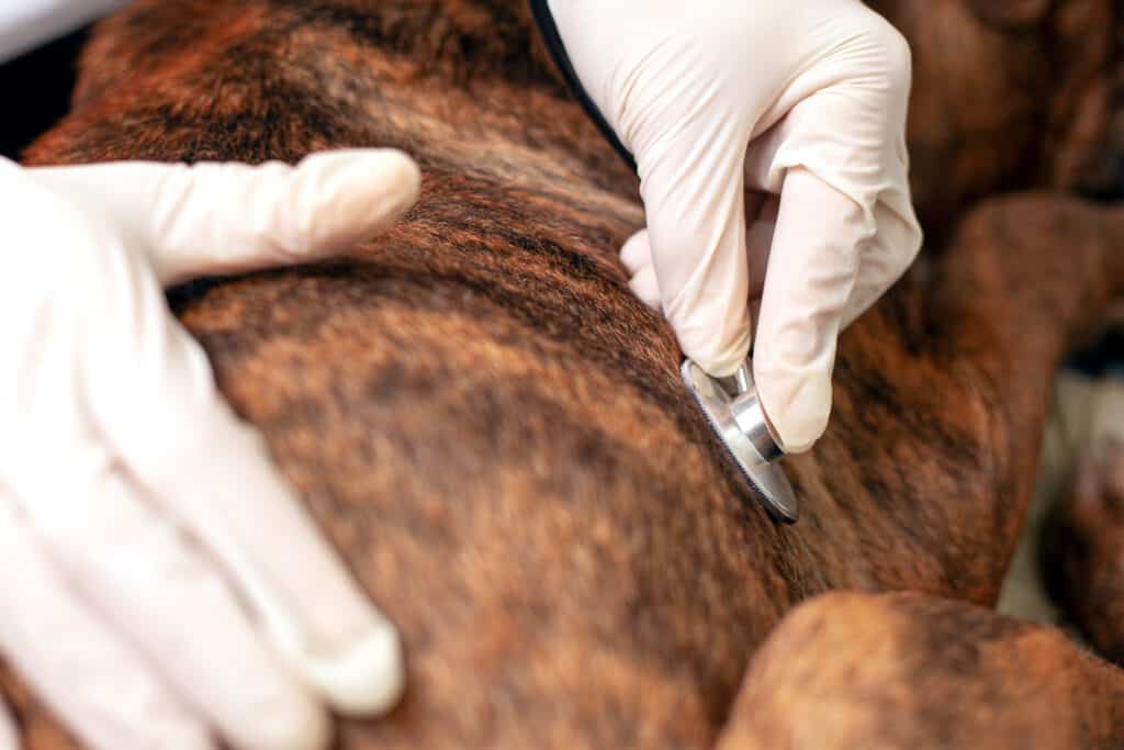 dog having heartbeat measured