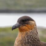 Skuas and jaegers