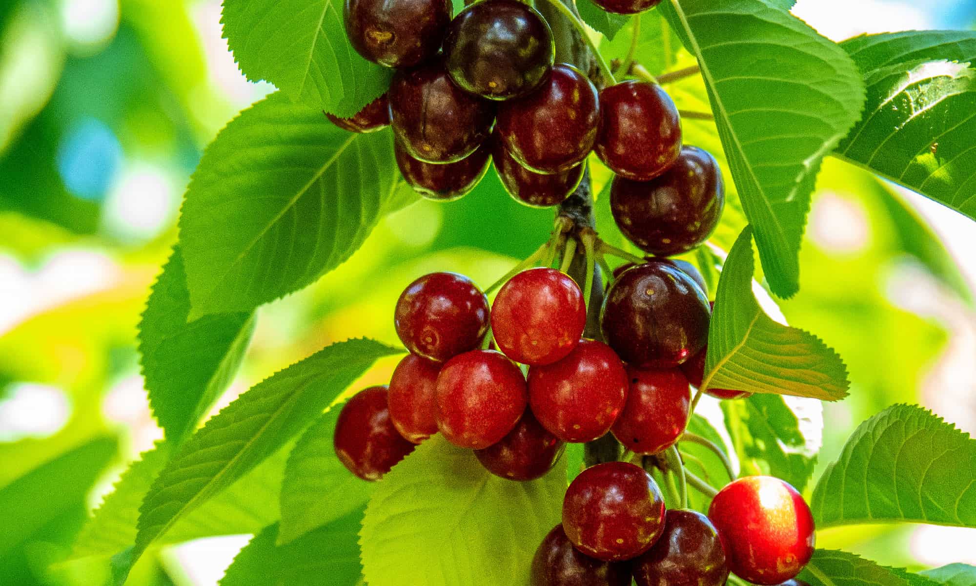 The Best 6 Cherry Trees in Texas How to Plant and Ideal Types AZ