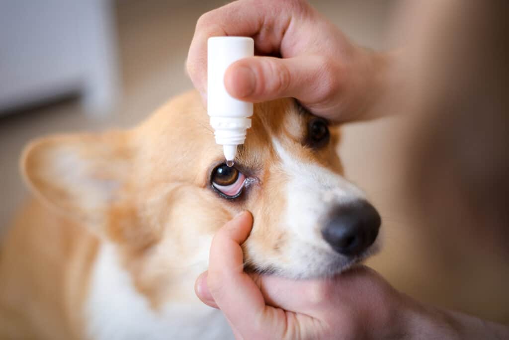 dog receiving eye drops
