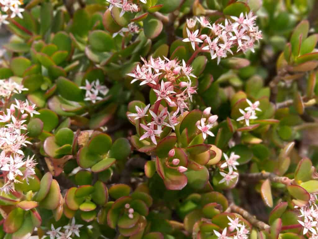 Crassula,Ovata,,Commonly,Known,As,Jade,Plant,,Lucky,Plant,,Money