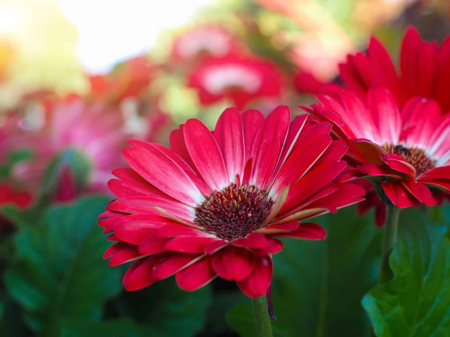 10 Orange Annual Flowers: Blossoms Of Joy - A-z Animals