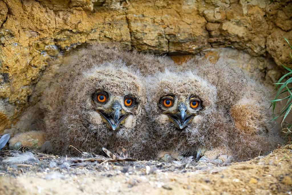Eurasian Eagle-owl (Bubo bubo) owlets in the nest.