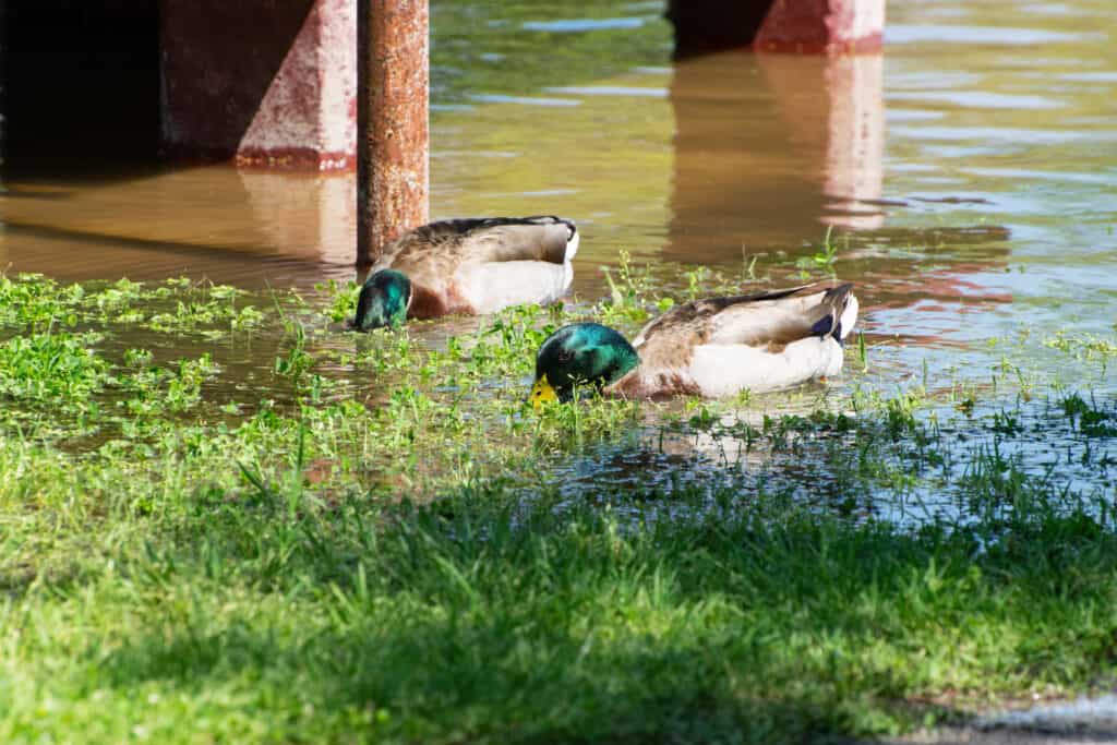 mallard ducks