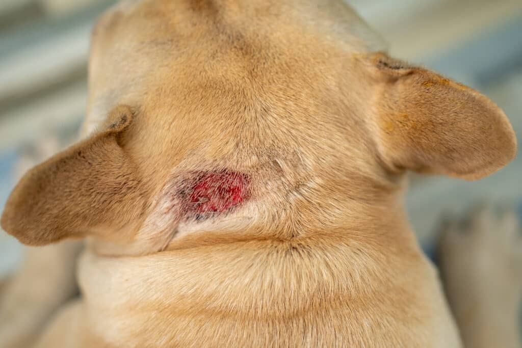 dog with a rash