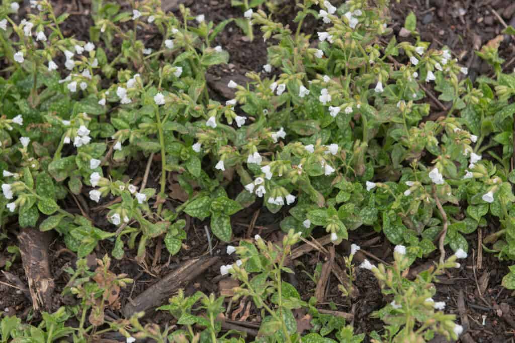 Sissinghurst white