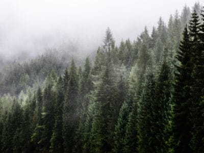 A Discover the 11 Different Types of Spruce Trees
