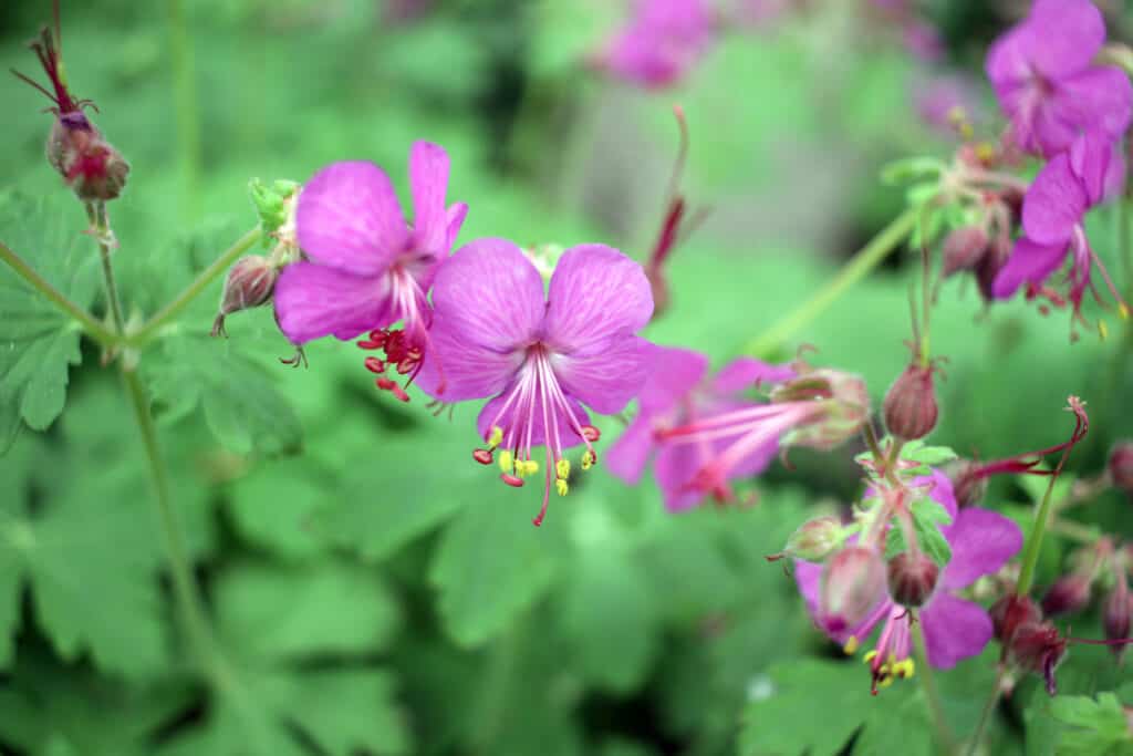 Geranium macrorrhizum.