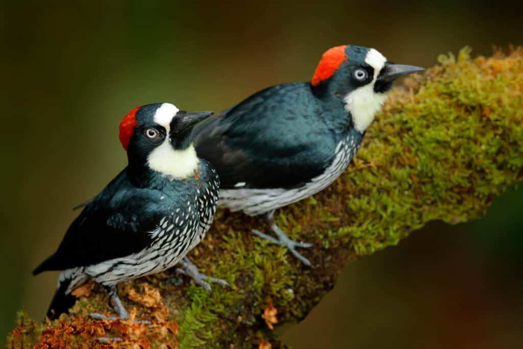 Acorn woodpecker