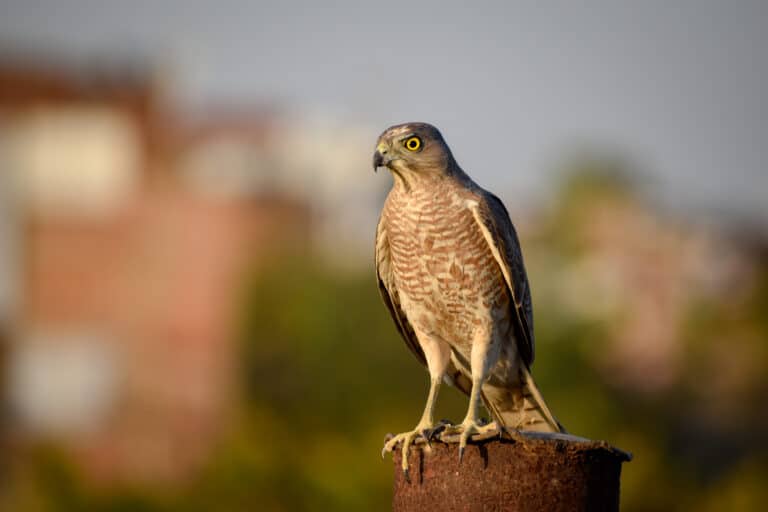 A sharp-shinned hawk perched on a piece of wood against a blurred background