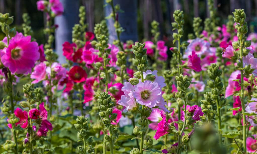 Alcea Rosea (hollyhock)