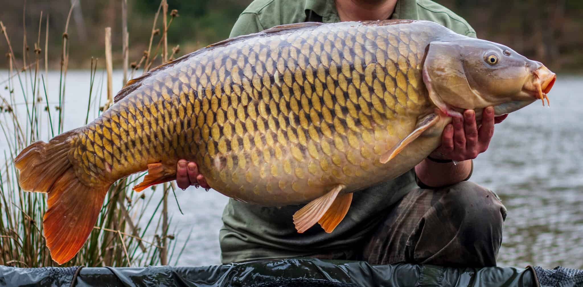 Pictures Carp