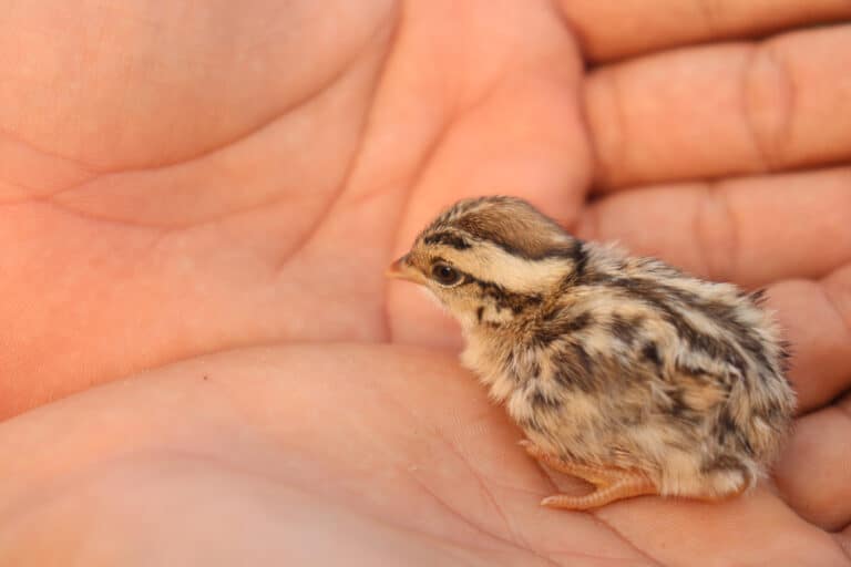 A grey partridge chick in a human hand