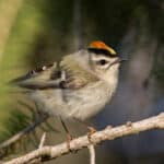 Golden-crowned Kinglet