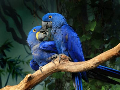 Hyacinth Macaw Picture