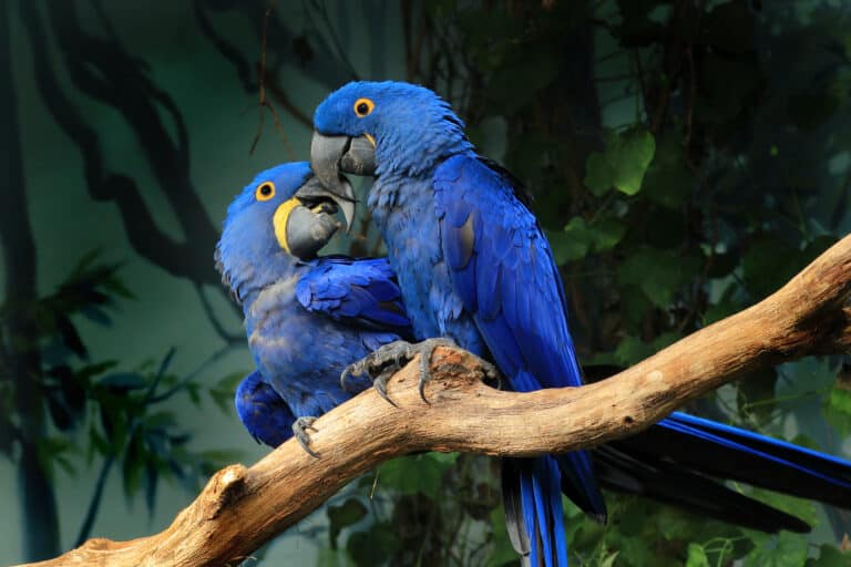 A pair of Hyacynth Macaws