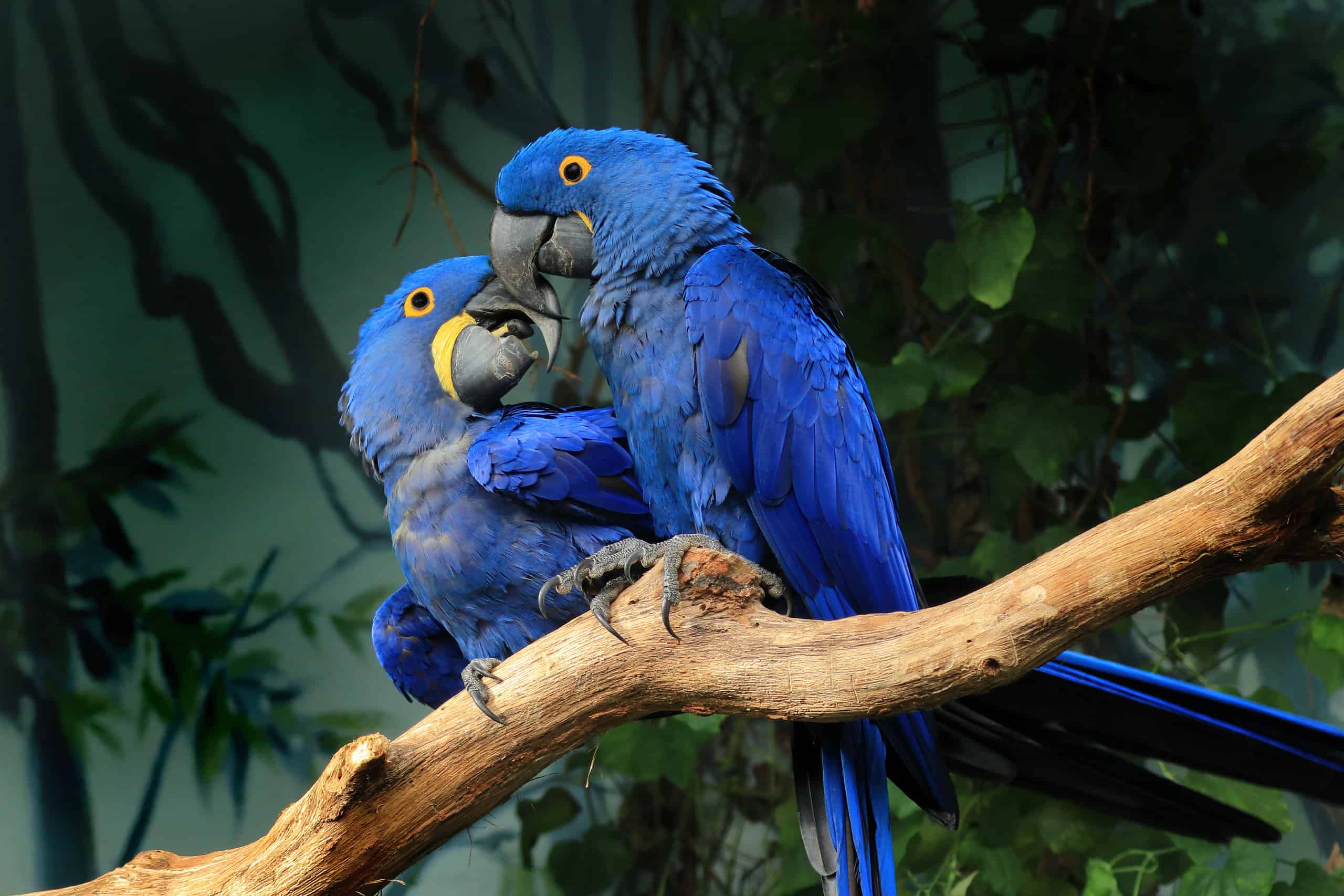 Hyacinth Macaw - AZ Animals